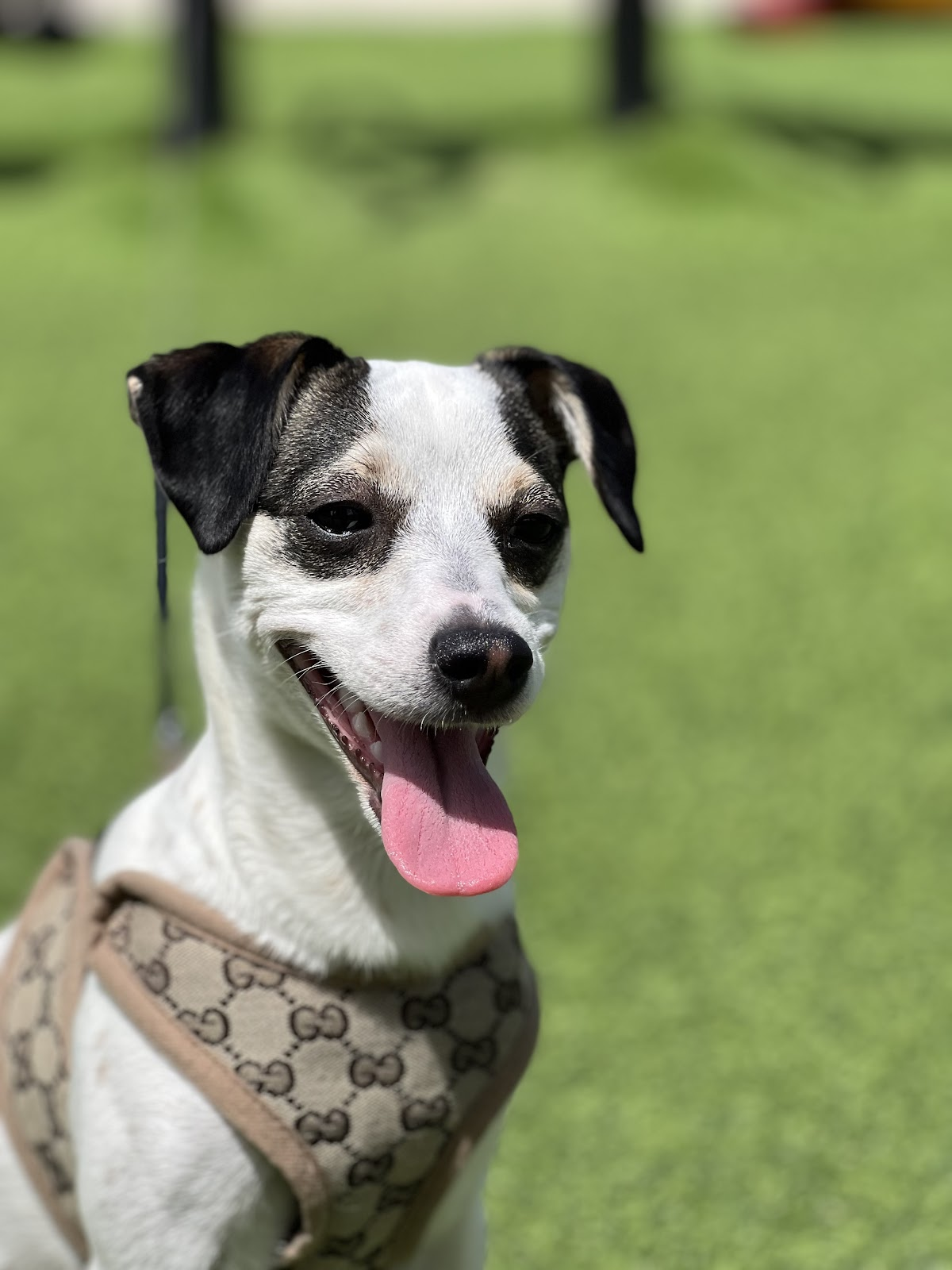 Pet-Friendly Property – Bring Your Furry Friends Along for the Fun
